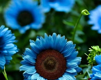 Midnight Blue Sunflower Seeds, 50PCs Garden, Colorful Garden