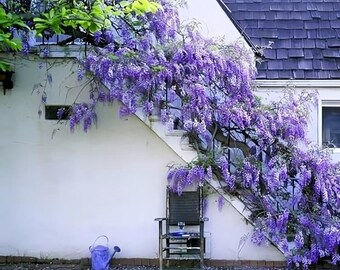10 Pcs Japanese wisteria seeds, purple floribunda vine climber.