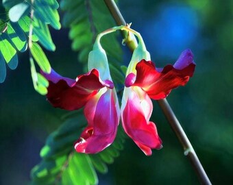 20 Agati Hummingbird Tree Seeds – Sesbania Grandiflora Flower Plant