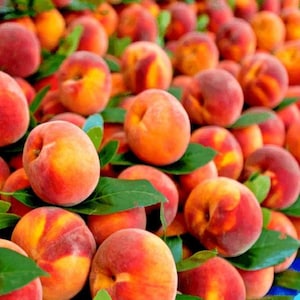 May include: A close-up shot of a pile of ripe peaches. The peaches are a mix of red, orange, and yellow hues, with a fuzzy texture. Green leaves are interspersed among the fruit. The image is well-lit, highlighting the colors and textures of the peaches.