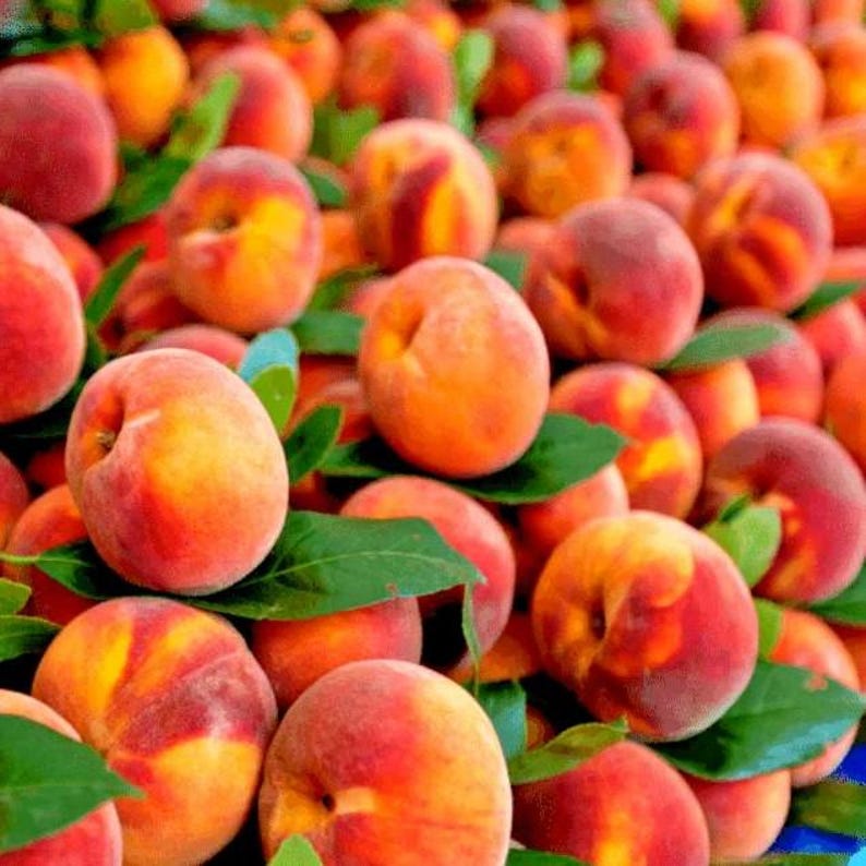 May include: A close-up shot of a pile of ripe peaches. The peaches are a mix of red, orange, and yellow hues, with a fuzzy texture. Green leaves are interspersed among the fruit. The image is well-lit, highlighting the colors and textures of the peaches.