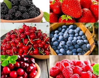 1500pcs fruit seed pack, 6 varieties, high yield: 400 strawberry, 200 blueberry, 300 raspberry, 300 mulberry, 200 cranberry, 20 cherry