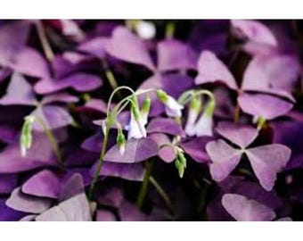Purple Shamrock Oxalis Triangularis 12+ Bulbs – Vibrant Foliage & Delicate Blooms, Indoor/Outdoor Plant