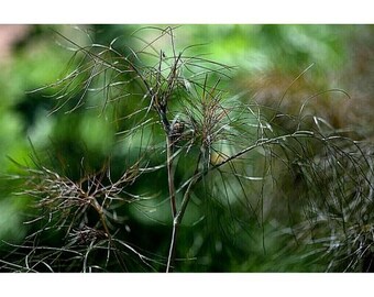 100 Bronze Fennel Seeds – Dark Purple Foliage, Yellow Blooms