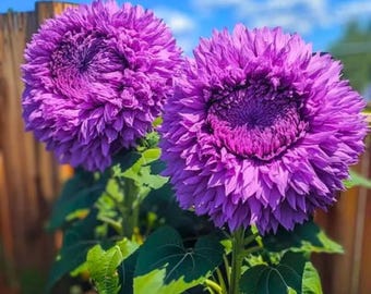 Purple Giant Teddy Bear Sunflower Seeds – 50 PCS Enchanting Variety, Easy Grow Outdoor Garden