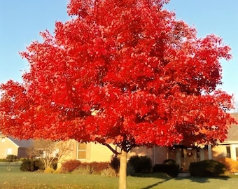 30+ Red maple tree seeds, heirloom seeds for outdoor planting.