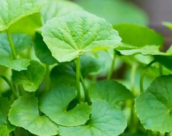 1100+ Gotu Kola Seeds – Centella Asiatica Big Leaf, Heirloom Garden Plant