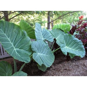 May include: A cluster of large, green elephant ear plant leaves with prominent veining. The leaves are broad and heart-shaped, with a slightly textured surface. The plant is set against a backdrop of trees and mulch.