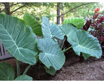 Colocasia gigantea Giant bulbs, set of 3 bulbs, massive leaf elephant ear