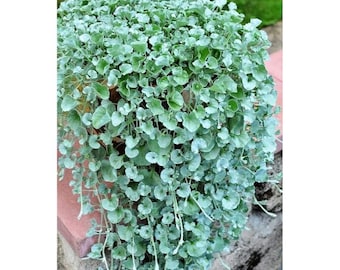 Silver Falls Dichondra Seeds 10 Pcs – Weeping Trailing Plant