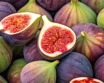 50+ king fig fruit seeds, sweet heirloom, outdoor garden planting