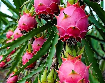Dragon fruit seeds 300pcs, non-GMO heirloom mix for home garden, outdoor planting