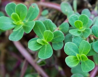 2000+ Green Purslane Seeds – Heirloom, Non-GMO, Fast Growing Garden Plant
