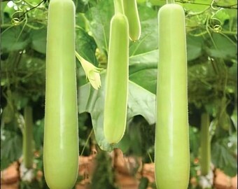 Edible long bottle gourd seeds, Asian opo squash dudi calabash, 10 seeds, easy to grow