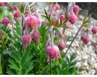 40 Prairie Smoke Seeds – Rare Bonsai Potted Flower Plant Seeds for Garden Growing