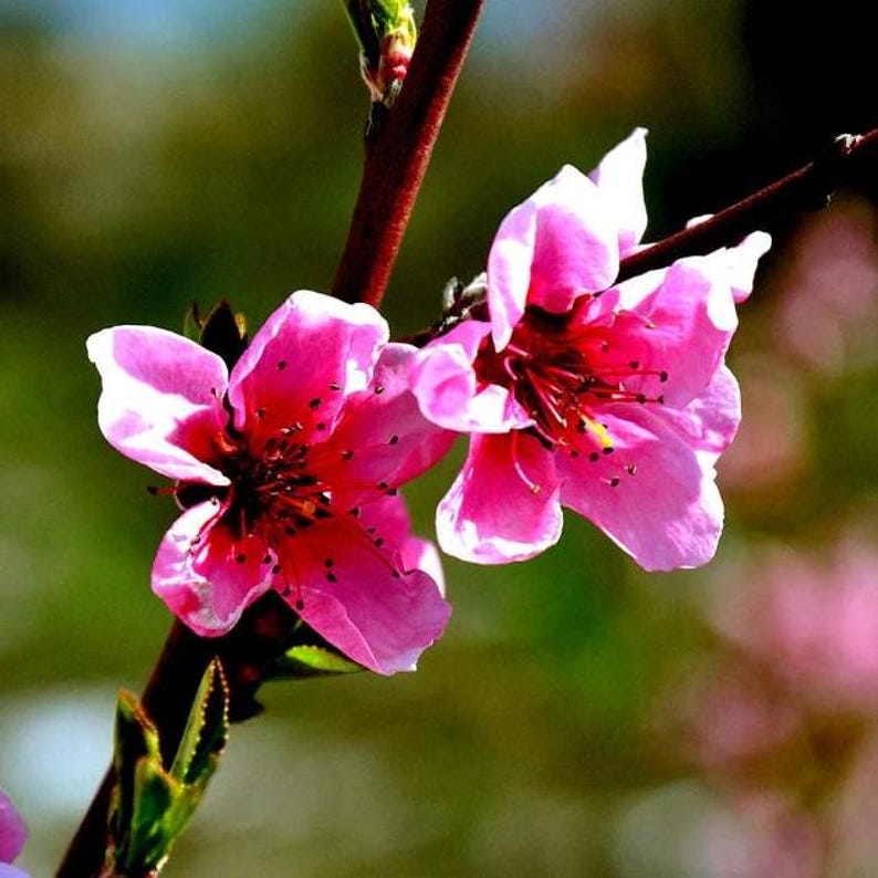 May include: Close-up of two vibrant pink flowers with white-tipped petals, blooming on a dark brown branch. The flowers have dark red centers and are set against a blurred green background, suggesting a natural setting.