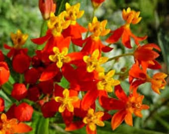 Sunset Flower – 50 Fresh Seeds for Garden, Non-GMO, Pollinator-Friendly