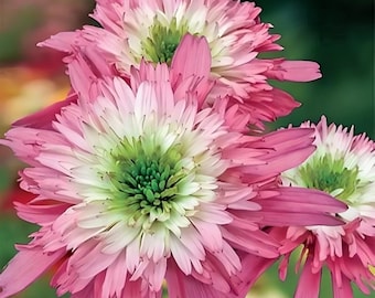 25+ Double Blooms Coneflower Seeds, pink and green Echinacea hybrid, perennial
