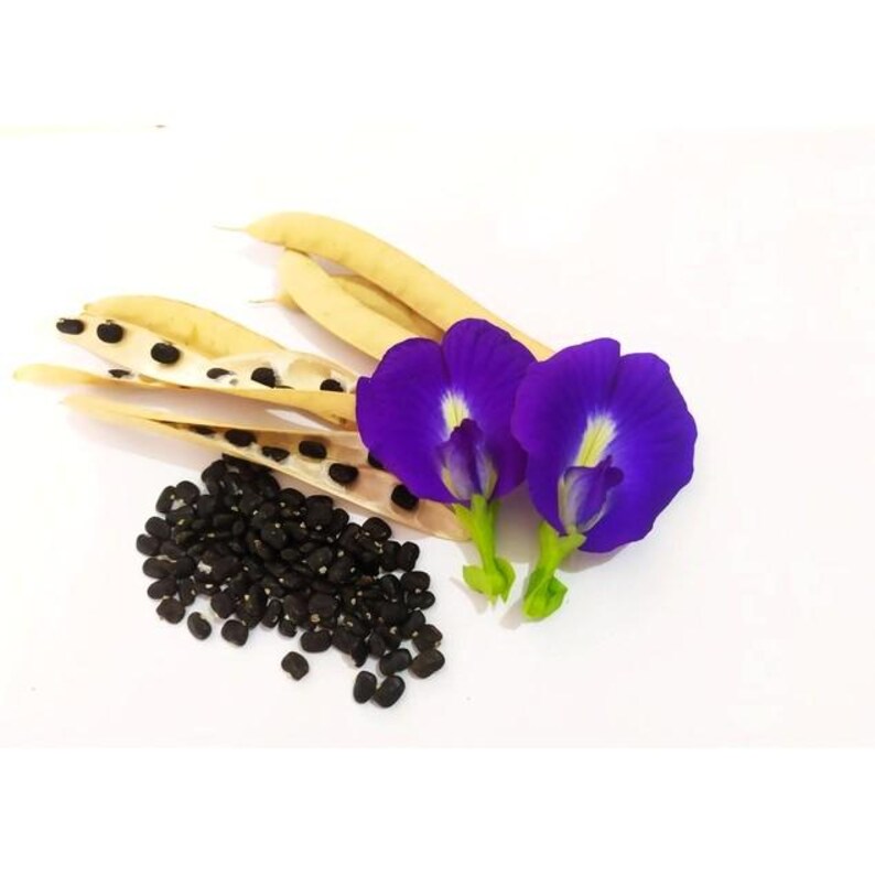 Great Description About Butterfly Pea Flower Seeds