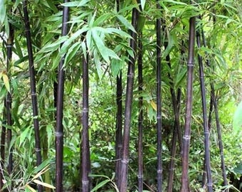 Black Bamboo Seeds for Bonsai, 50+ Seeds Pack, Home Decoration, Cold Resistant Garden,
