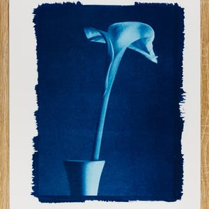 Peut inclure: Tirage cyanotype d'un arum dans un vase. La fleur est blanche avec une longue tige, et le vase est bleu clair. Le fond est bleu foncé, et l'impression a une bordure blanche aux bords rugueux. L'impression est sur une surface en bois.