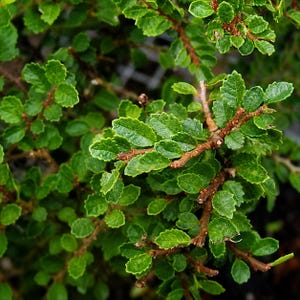 May include: A dense shrub featuring small, vibrant green leaves with serrated edges. The foliage is arranged along thin, woody, brown stems that branch out in multiple directions, creating a textured and layered appearance throughout the plant.