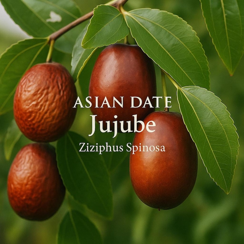 20 Asian Date Jujube Seeds – Chinese Red Fruit Tree – Sweet - Etsy