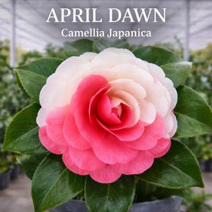 May include: A Camellia Japonica flower with petals that transition from a deep pink center to white edges. The text APRIL DAWN Camellia Japonica is displayed above the bloom, which is surrounded by dark green, glossy, serrated leaves.
