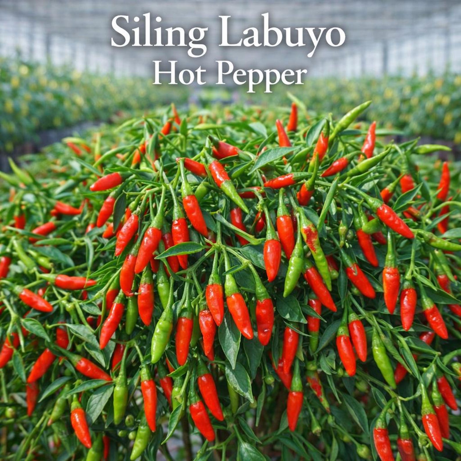 Labuyo Types/sizes 25 Siling Labuyo Hot Pepper Seeds, Filipino Heirloom Chili, Small Fiery ...