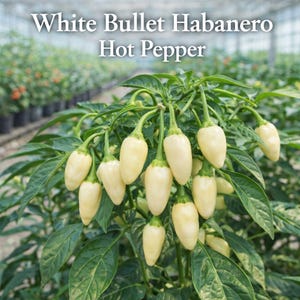 May include: A close-up of a plant with several white Bullet Habanero hot peppers. The peppers are a creamy white color and hang from green stems. The plant has dark green leaves. The text "White Bullet Habanero Hot Pepper" is at the top of the image.