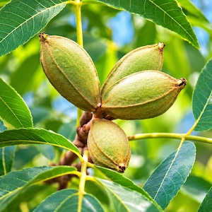 May include: A cluster of three green, elongated pecan husks attached to a woody stem, surrounded by vibrant green, serrated leaves. The husks feature distinct longitudinal ridges and pointed tips, showcasing the natural growth of the nut.