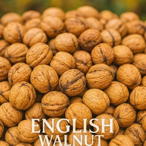 5 English Walnut Tree Seeds – Hardy Carpathian Juglans Regia