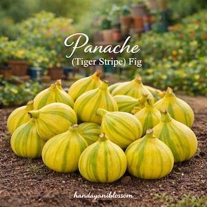 May include: A cluster of ripe Panache (Tiger Stripe) figs, showcasing a vibrant yellow and green striped pattern. The figs are arranged on brown soil, with the text "Panache (Tiger Stripe) Fig" and "handayaniblossom" visible.