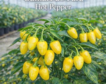 25 Cumari do Para Hot Pepper Seeds, Brazilian Heirloom Chili, Small Fiery Extra Spicy