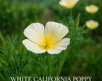1000 White California Poppy Seeds – Drought Tolerant Wildflower