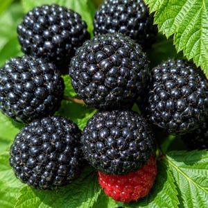 Jewell Black Raspberry Live Plant Very Sweet Berry Bush Edible Fruit 3.25 Inch Pot