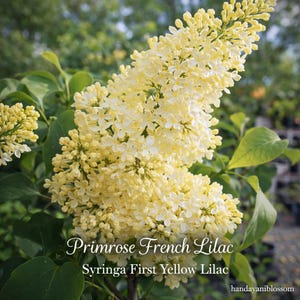 May include: A close-up of a Primrose French Lilac, Syringa First Yellow Lilac, with clusters of pale yellow flowers. The image shows the plant's green leaves and the text "handayaniblossom" in the bottom right corner.