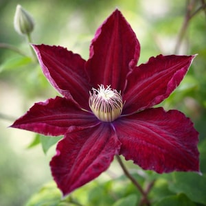 May include: Close-up of a deep burgundy clematis flower with six prominent petals. The flower's center features a creamy white and yellow stamen. A green bud is visible in the background, with green leaves. The flower is in full bloom.