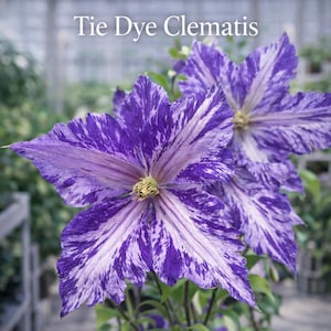 May include: Close-up of a Tie Dye Clematis flower with vibrant purple and white striped petals. The flower has a yellow center and is surrounded by green leaves. The image is set against a blurred background.