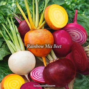 May include: A collection of colorful rainbow mix beets, including orange, red, white, and yellow varieties. Some beets are whole, while others are sliced, revealing their vibrant interior. The image includes the text "Rainbow Mix Beet".