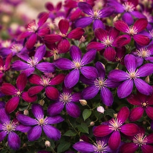 May include: Close-up of a cluster of clematis flowers in shades of purple and magenta. The flowers have multiple petals and yellow centers, set against a backdrop of green foliage. The image showcases the vibrant colors and textures of the blooms.