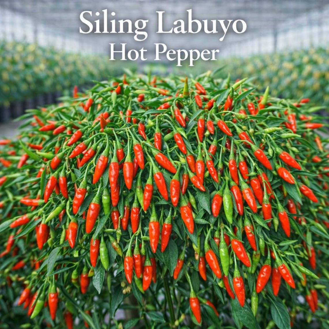 25 Siling Labuyo Hot Pepper Seeds, Filipino Heirloom Chili, Small Fiery ...
