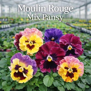 May include: A close-up of a mix of pansy flowers in various colors, including yellow, purple, pink, and burgundy. The flowers have dark centers and are surrounded by green leaves. The text "Moulin Rouge Mix Pansy" is at the top.