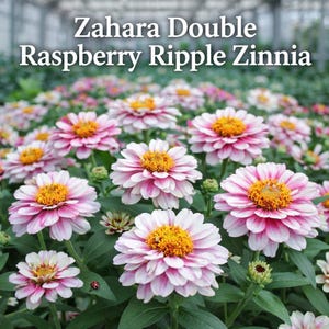May include: A field of Zinnia flowers, labeled "Zahara Double Raspberry Ripple Zinnia". The flowers have white petals with pink edges and a bright yellow center. Green leaves and buds are visible among the flowers.