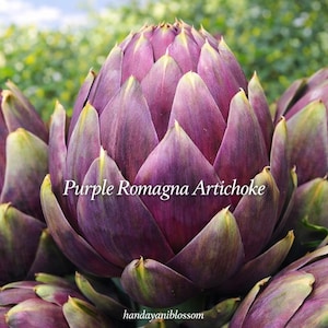 May include: Close-up of a vibrant purple Romagna artichoke. The artichoke has layered, pointed leaves with green and yellow tips. The text "Purple Romagna Artichoke" is displayed on the image. The background is blurred, suggesting a garden setting.