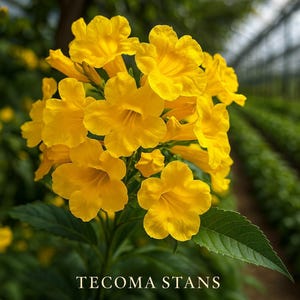 May include: Close-up of vibrant yellow Tecoma Stans flowers in full bloom. The flowers have a trumpet shape and are surrounded by green leaves. The text "TECOMA STANS" is at the bottom of the image.