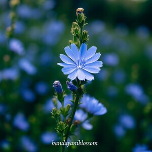 May include: A close-up of a vibrant blue flower with delicate petals, set against a blurred green and blue background. The flower is in full bloom, showcasing its intricate details. The image includes the text "bandayaniblossom".