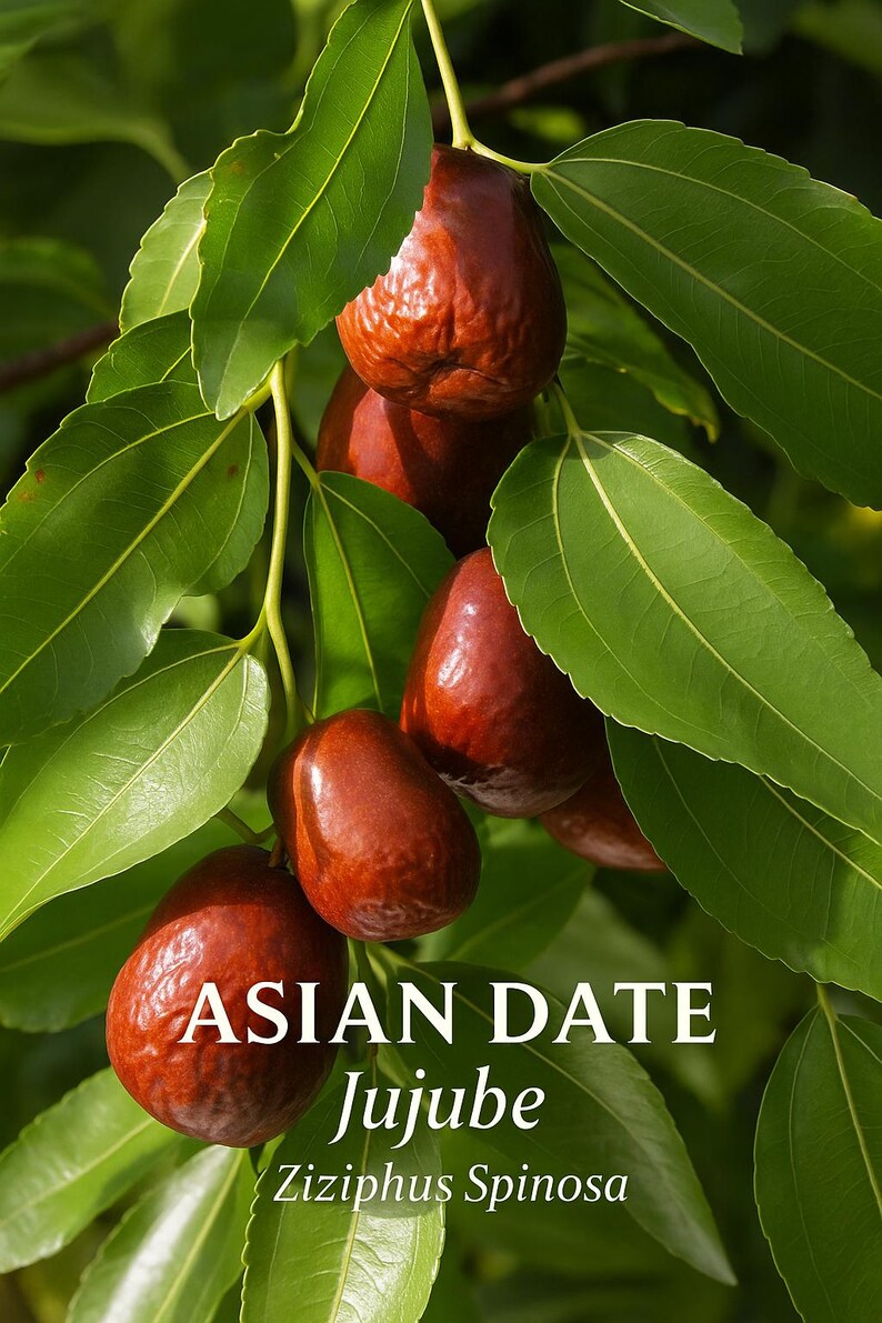 20 Asian Date Jujube Seeds – Chinese Red Fruit Tree – Sweet - Etsy
