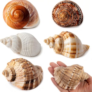 May include: A collection of seashells in various shapes, sizes, and colors. The shells range from a large, spiral-shaped shell with orange and brown hues to smaller, white and tan shells. One shell is held in a hand.