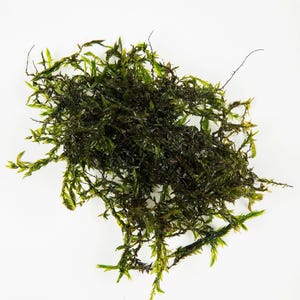 May include: A close-up of green moss, showing a mix of dark and light green shades. The moss has a dense, textured appearance, with small, delicate leaves and stems. The background is plain white, highlighting the natural colours and details of the moss.